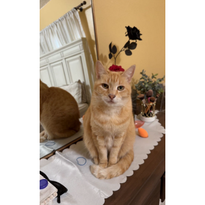 Lost Cat Biscuit