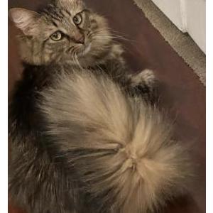 Lost Cat Max