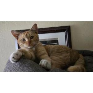 Image of Nala, Lost Cat