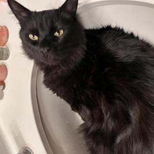 Image of Cola, Lost Cat