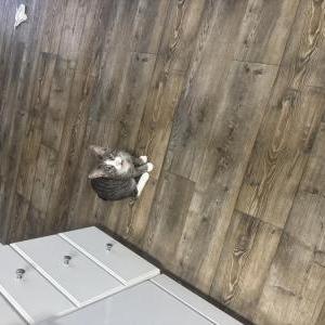 Image of Tibu, Lost Cat