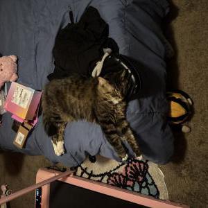 Lost Cat Ollie