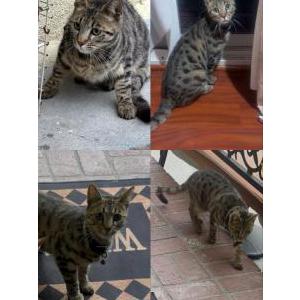 Image of Cleo, Lost Cat