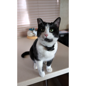 Image of Remington, Lost Cat