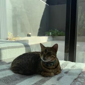 Lost Cat Cheeto