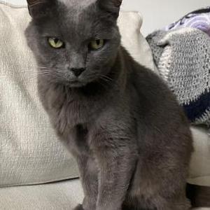 Found Cat Unknown