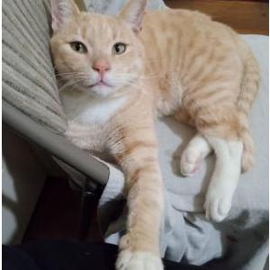 Lost Cat Goji