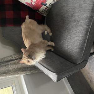 Lost Cat Stevie