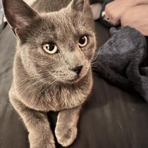 Found Cat Unknown
