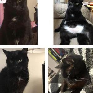 Lost Cat Panther