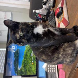 Lost Cat Stormy