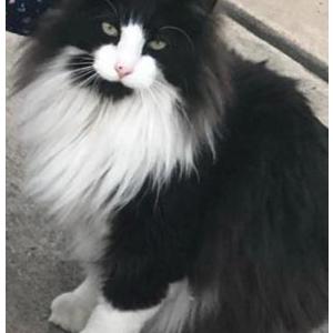 Lost Cat Mooey