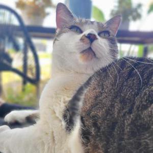 Lost Cat Bobo  Kitty