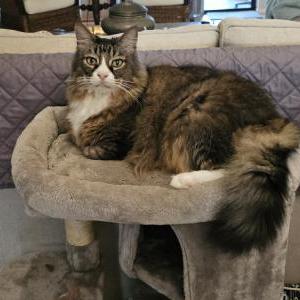 Lost Cat Murphy