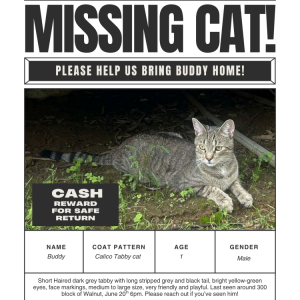 Lost Cat Buddy