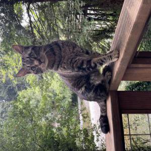 Lost Cat Finn