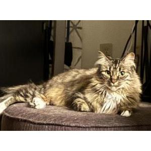 Lost Cat Stella