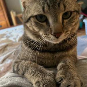 Lost Cat Leo
