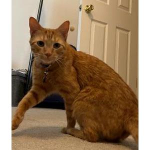 Lost Cat Linux