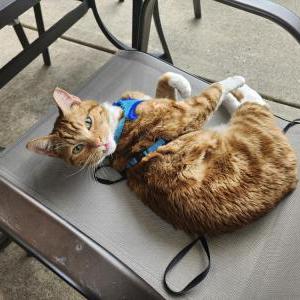 Lost Cat Tommy