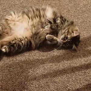 Lost Cat Khione