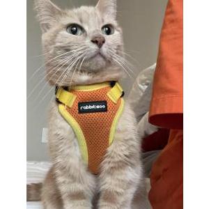 Lost Cat Lucky