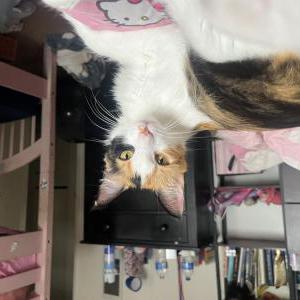 Image of Crumble, Lost Cat