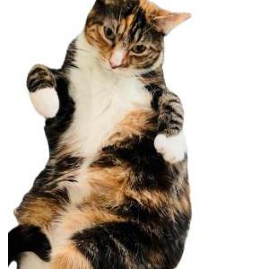 Image of Ruz, Lost Cat