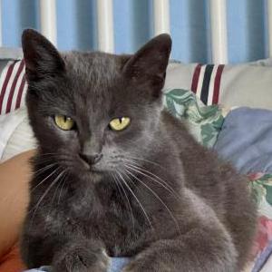 Image of unknown, Found Cat