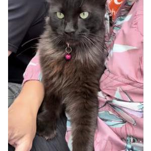 Image of Stevie Thumbs, Lost Cat