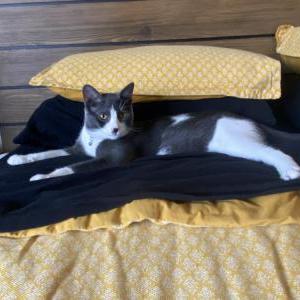 Image of Tom, Lost Cat