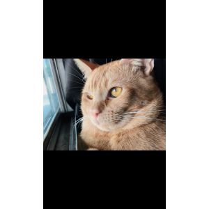 Image of Milo, Lost Cat