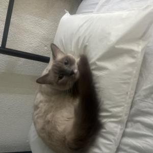 Lost Cat Kitty