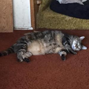 Lost Cats In REDMOND, WA - Lost My Kitty