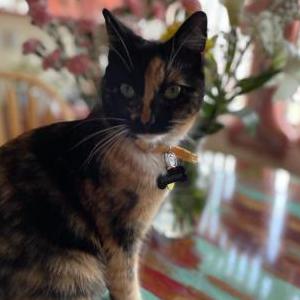 Lost Cats In HANFORD, CA - Lost My Kitty